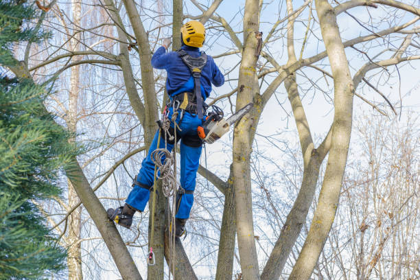 Best Tree Trimming and Pruning  in USA